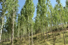 عکس‌های جنگل