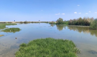 ریزگردهای تالاب صالحیه در کمین البرز/ توزیع بیش از یک میلیون اصله نهال در سطح استان