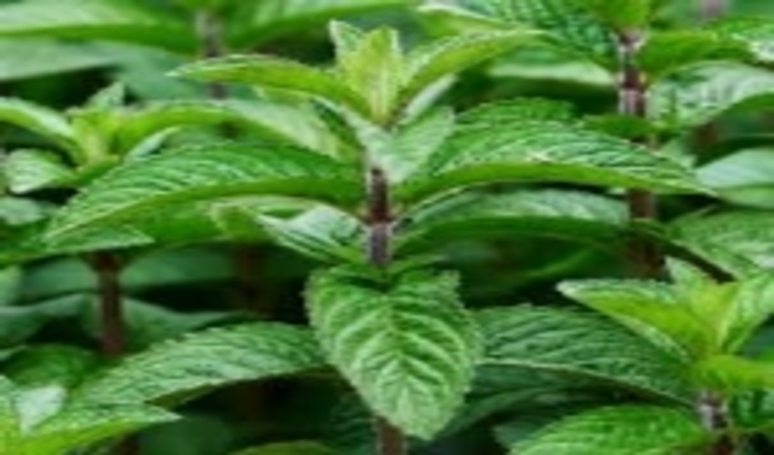 مدیریت و بهره برداری از مراتع با تکیه بر تولید گیاهان دارویی