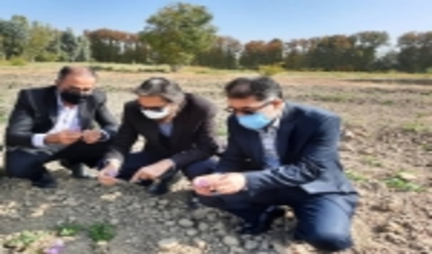 برداشت اولین گل زعفران در نهالستان بزرگ کرج با حضور رئیس سازمان جهاد کشاورزی استان