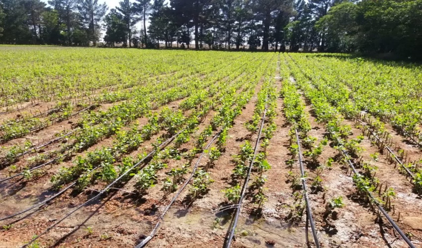 مراسم کاشت نهال به یاد شهدای روستاهای دروان، آتشگاه و خوارس در شهرستان کرج همزمان با چهارمین روز از هفته منابع طبیعی