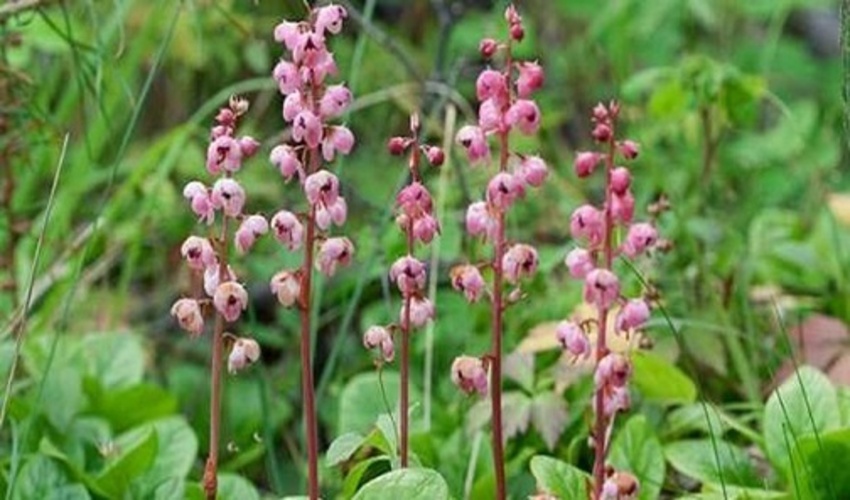 جنگلکاری مشارکتی در محل کانون همیاران طبیعت (پاسگاه ویژه منابع طبیعی کردان) برگزار گردید. 