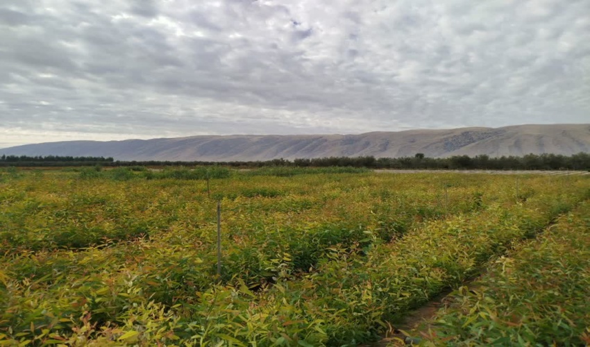 برگزاری مراسم بزرگداشت سردار شهيد اسلام سپهبد قاسم سليماني  و یاران ایشان در اداره كل منابع طبيعي و آبخيزداري استان البرز 