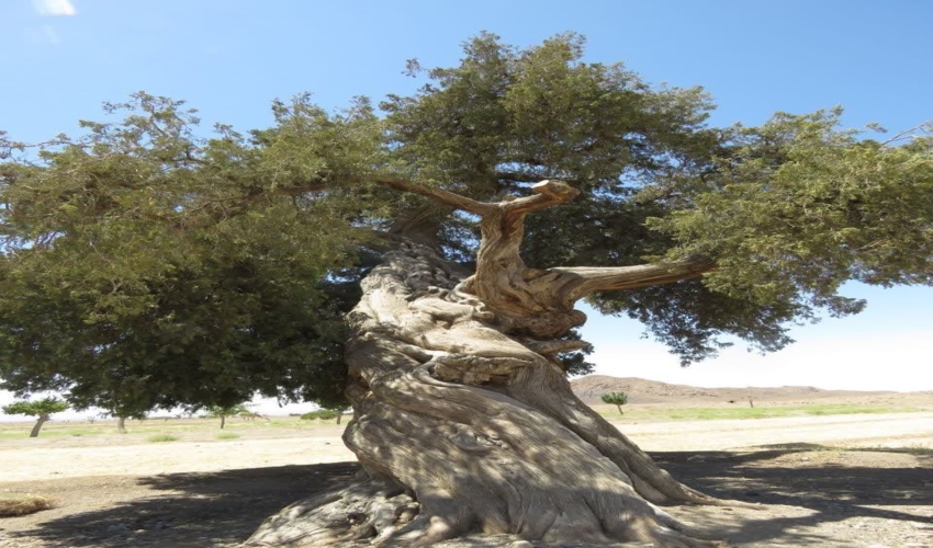 برگزاری کارگاه آموزشی با موضوع " انسجام سازمانی روسای امور اداری و کارگزینی منطقه 3 کشوری" به میزبانی اداره کل منابع طبیعی و آبخیزداری استان البرز