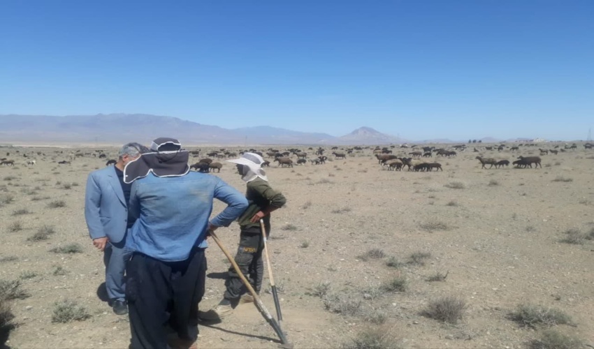 آغاز شاخ شماری در آغل های نگهداری دام روستاییان در شهرستان ساوجبلاغ