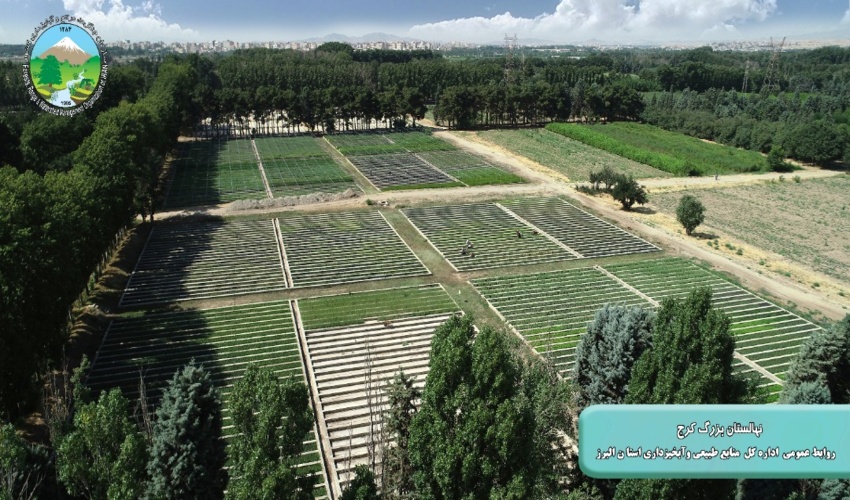 بزرگترین نهالستان جنگلی کشور در البرز مستقر است