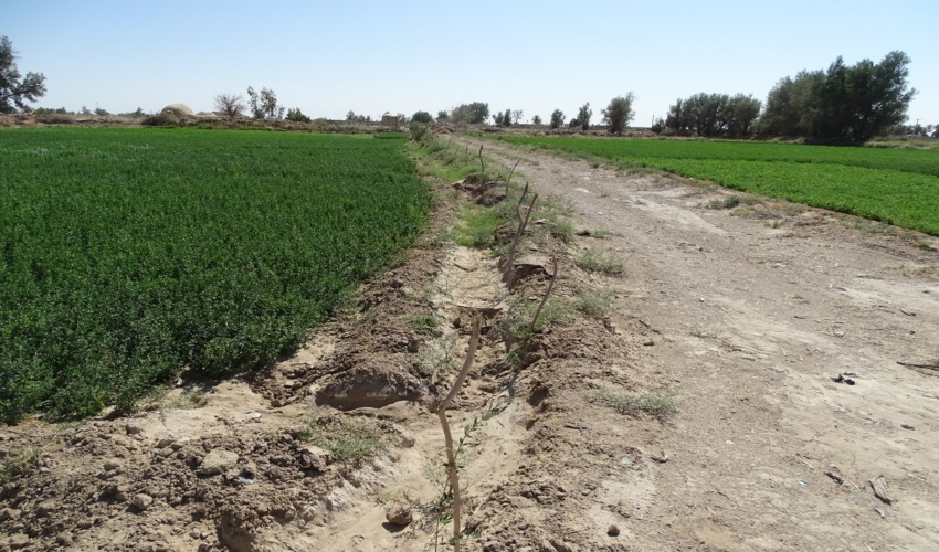 ضعیف شدن ۵۰ میلیون هکتار از مراتع کشور دستاورد تغییر اقلیم است