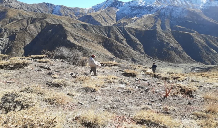 اجرای پروژه بذرپاشی در مراتع شهرستان طالقان 