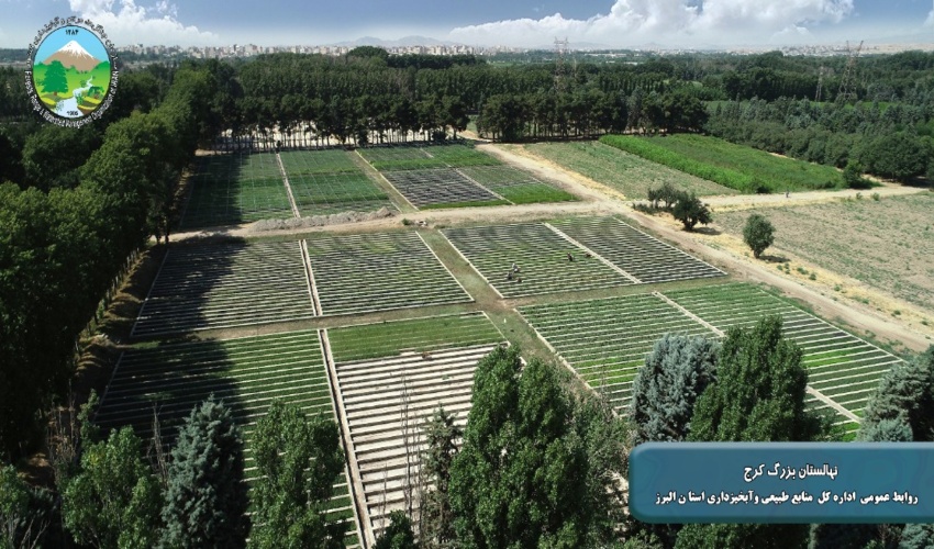 تولید و کاشت یک میلیارد نهال با مشارکت مردم برای سر سبزی کشور