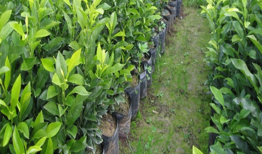 سالانه حدود ۴۰میلیون نهال در البرز تولید می‌شود