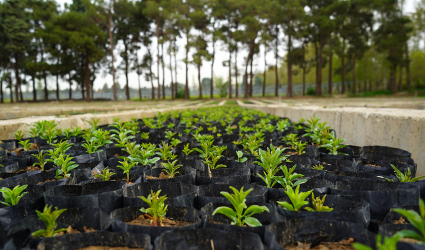  طرح مردمی کاشت یک میلیارد درخت در نهالستان بزرگ کرج جوانه زد
