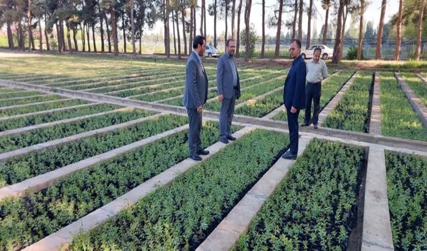 تحقق تولید نهال طرح مردمی کاشت یک میلیارد درخت در نهالستان بزرگ منابع طبیعی البرز