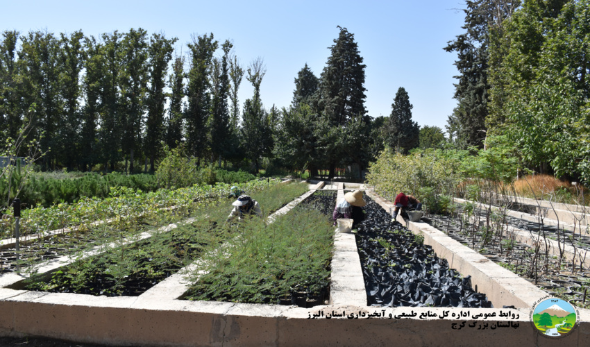 ۷۰۰ هزار نهال از نهالستان منابع طبیعی کرج در کشور توزیع شد