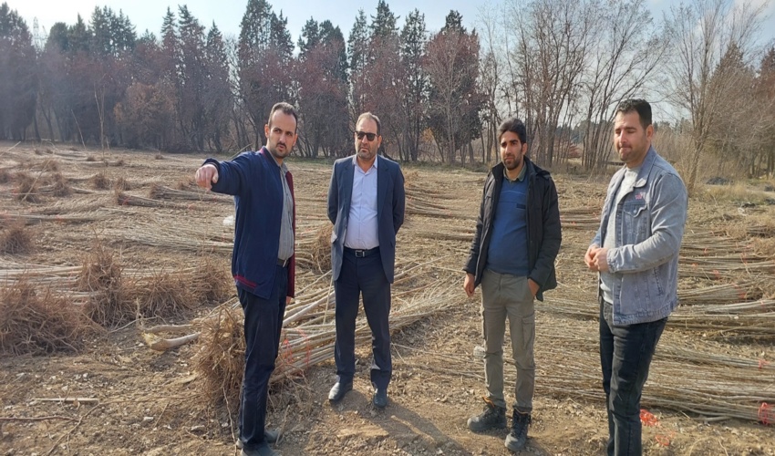 تولید و توزیع نهال در البرز: قدمی برای ارتقای سرانه فضای سبز و بهبود کیفیت هوا